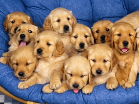 1600小狗写真 6 19 1600小狗写真 动物壁纸
