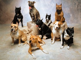 1600小狗写真 8 12 1600小狗写真 动物壁纸