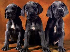 1600小狗写真 6 18 1600小狗写真 动物壁纸