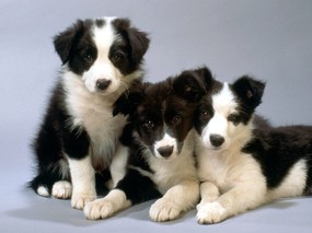 1600小狗写真 5 18 1600小狗写真 动物壁纸