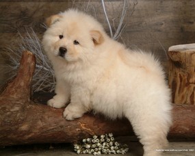 忧郁的松狮犬 松狮犬摄影壁纸 松狮犬的图片 Pet Dog Chow Chow Desktop 白色松狮犬 动物壁纸