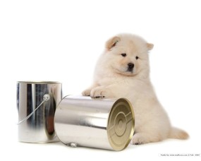 忧郁的松狮犬 松狮犬摄影壁纸 松狮犬的图片 Pet Dog Chow Chow Desktop 白色松狮犬 动物壁纸