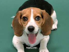 Beagle 比格猎犬 动物壁纸