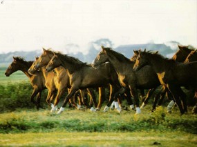 草原上的骏马 草原上的骏马 动物壁纸