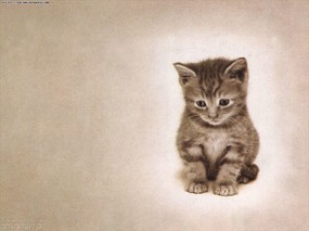 超可爱!得意小猫壁纸 动物壁纸