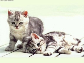 超可爱 得意小猫壁纸 超可爱!得意小猫壁纸 动物壁纸