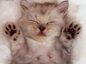 超可爱 得意小猫壁纸 超可爱!得意小猫壁纸 动物壁纸
