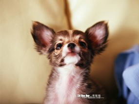 明星宠物狗狗图鉴 Chi hua hua 吉娃娃 宠物狗 吉娃娃图片 Pet Dog Desktop Chi hua hua Puppy Chi hua hua 吉娃娃壁纸 动物壁纸