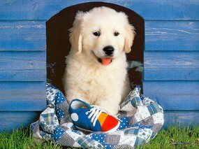 宠物宝贝 二 可爱狗狗壁纸 可爱狗狗图片 Playful Puppy Desktop Wallpaper 宠物宝贝(二)-狗狗壁纸 动物壁纸