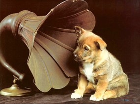 宠物宝贝 二 可爱狗狗壁纸 可爱狗狗图片 Playful Puppy Desktop Wallpaper 宠物宝贝(二)-狗狗壁纸 动物壁纸