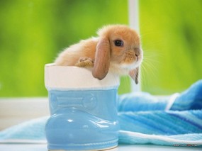 宠物宝贝(三)可爱兔子壁纸 动物壁纸