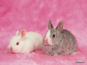宠物宝贝 三 超级可爱兔子 小兔子图片壁纸 The Most Lovely Baby Rabbits Desktop 宠物宝贝(三)可爱兔子壁纸 动物壁纸