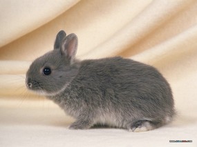 宠物宝贝 三 超级可爱兔子 小兔子图片壁纸 The Most Lovely Baby Rabbits Desktop 宠物宝贝(三)可爱兔子壁纸 动物壁纸