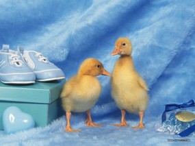  可爱黄毛小鸭子图片Yellow baby duck Photo Desktop 宠物宝贝(五)-小鸡小鸭 动物壁纸