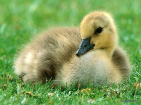  可爱黄毛小鸭子图片Yellow baby duck Photo Desktop 宠物宝贝(五)-小鸡小鸭 动物壁纸