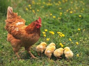  可爱黄毛小鸡图片Yellow baby chicken Photo Desktop 宠物宝贝(五)-小鸡小鸭 动物壁纸