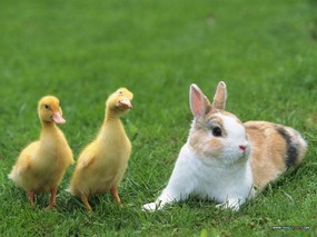  黄毛小鸭与兔子图片Yellow baby duck Photo Desktop 宠物宝贝(五)-小鸡小鸭 动物壁纸