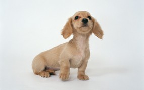 Lovely Dachshund Puppy Wallpaper 宠物狗狗图鉴-迷你腊肠犬壁纸(第二集) 动物壁纸
