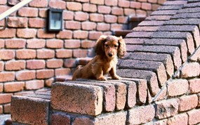  Lovely Dachshund Puppy Wallpaper 宠物狗狗图鉴-迷你腊肠犬壁纸(第二集) 动物壁纸