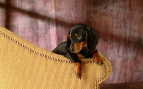  德国腊肠犬图片 宠物明星狗狗图片 宠物狗狗图鉴-迷你腊肠犬壁纸(第二集) 动物壁纸
