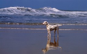  A Day at the Beach Dalmatian 海滩上的斑点狗图片壁纸 大尺寸世界各地动物壁纸精选 第一辑 动物壁纸