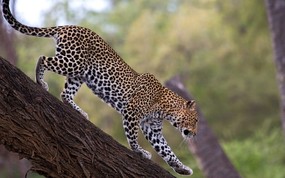  African Leopard Samburu National Reserve Kenya 肯尼亚 山布鲁国家保护区中的非洲豹图片壁纸 大尺寸世界各地动物壁纸精选 第一辑 动物壁纸