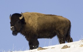  American Buffalo Yellowstone National Park 黄石国家公园 美洲野牛图片壁纸 大尺寸世界各地动物壁纸精选 第一辑 动物壁纸