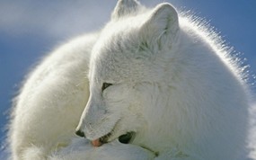  Arctic Fox Canada 加拿大 北极狐图片壁纸 大尺寸世界各地动物壁纸精选 第一辑 动物壁纸