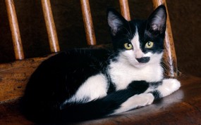  Black and White Shorthair 短毛猫图片壁纸 大尺寸世界各地动物壁纸精选 第一辑 动物壁纸