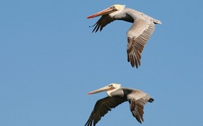  Brown Pelicans in Flight Carmel California 加州 迁徙中的鹈鹕图片壁纸 大尺寸世界各地动物壁纸精选 第一辑 动物壁纸