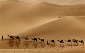  Camel Caravan Libya 利比亚驼队图片壁纸 大尺寸世界各地动物壁纸精选 第一辑 动物壁纸