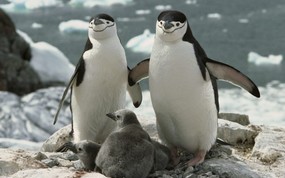  Chinstrap Penguin Parents and Chicks Antarctica 南极洲 颊带企鹅一家图片壁纸 大尺寸世界各地动物壁纸精选 第一辑 动物壁纸