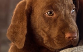  Chocolate Lab Puppy 棕色拉布拉多图片壁纸 大尺寸世界各地动物壁纸精选 第一辑 动物壁纸