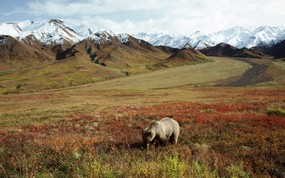  Foraging Grizzly Bear Alaska 阿拉斯加 草原大灰熊图片壁纸 大尺寸世界各地动物壁纸精选 第一辑 动物壁纸