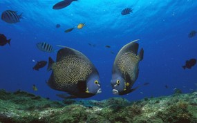  French Angelfish Pair Rocas Atoll Brazil 巴西罗卡环礁 法国神仙鱼 图片壁纸 大尺寸世界各地动物壁纸精选 第一辑 动物壁纸