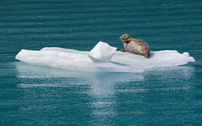  Harbor Seal Glacier Bay National Park Alaska 阿拉斯加 冰川湾国家公园 冰上的斑海豹图片壁纸 大尺寸世界各地动物壁纸精选 第一辑 动物壁纸