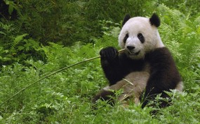  Giant Panda Eating Bamboo Wolong Reserve Sichuan Province China 四川卧龙自然保护区 大熊猫图片壁纸 大尺寸世界各地动物壁纸精选 第一辑 动物壁纸