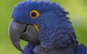  Hyacinth Macaw 蓝紫金刚鹦鹉图片壁纸 大尺寸世界各地动物壁纸精选 第一辑 动物壁纸