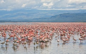  Lesser and Greater Flamingos Lake Nakuru National Park Kenya 肯尼亚那库鲁湖国家公园 火烈鸟图片壁纸 大尺寸世界各地动物壁纸精选 第一辑 动物壁纸