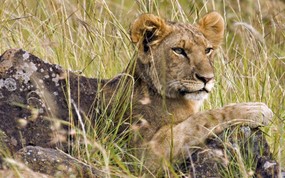  Male Lion Cub Masai Mara Kenya Africa 肯尼亚马赛马拉野生动物保护区 雄狮图片壁纸 大尺寸世界各地动物壁纸精选 第一辑 动物壁纸