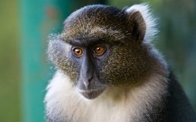  Sykes Monkey Mount Kenya National Park Kenya 马赛马拉野生动物保护区 青猴图片壁纸 大尺寸世界各地动物壁纸精选 第一辑 动物壁纸