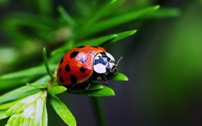  Nine Spotted Ladybug 九星瓢虫图片壁纸 大尺寸世界各地动物壁纸精选 第一辑 动物壁纸