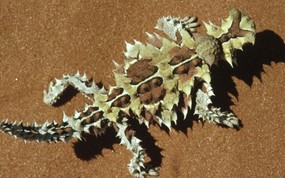  Thorny Devil Western Australia 澳大利亚 澳洲棘蜥图片壁纸 大尺寸世界各地动物壁纸精选 第一辑 动物壁纸