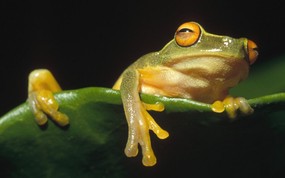  Orange Eyed Tree Frog Kikori River Delta Papua New Guinea 巴布亚新几内亚 橙眼树蛙图片壁纸 大尺寸世界各地动物壁纸精选 第一辑 动物壁纸