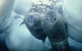  Weddell Seal and Pup Antarctica 南极洲 威德尔海豹图片壁纸 大尺寸世界各地动物壁纸精选 第一辑 动物壁纸