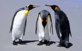  Penguins Falkland Islands 福克兰群岛企鹅图片壁纸 大尺寸世界各地动物壁纸精选 第一辑 动物壁纸