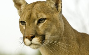  Profile of a Cougar Montana 蒙大拿 美洲狮图片壁纸 大尺寸世界各地动物壁纸精选 第一辑 动物壁纸