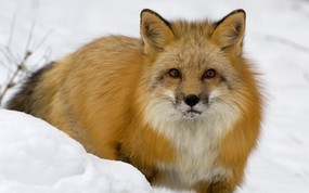  Red Fox in Snow Montana 蒙大拿 雪地里的红狐图片壁纸 大尺寸世界各地动物壁纸精选 第一辑 动物壁纸