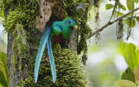  Resplendent Quetzal Costa Rica 哥斯达黎加 凤尾绿咬鹃图片壁纸 大尺寸世界各地动物壁纸精选 第一辑 动物壁纸