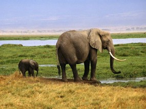 大象,陆地上的老大！ 动物壁纸